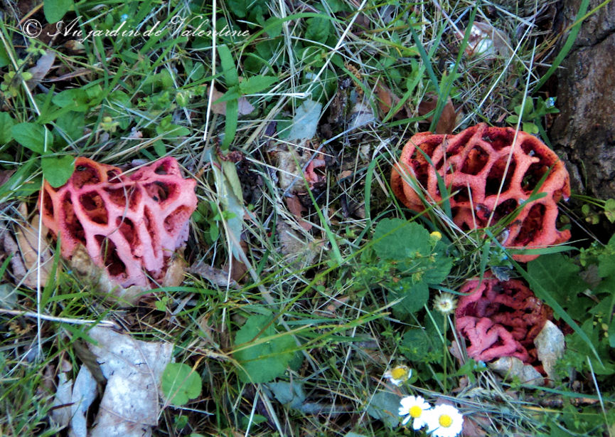 clathres_rouges_avr2011.jpg